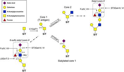 Regulation of T Cell Trafficking by Enzymatic Synthesis of O-Glycans